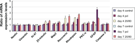 Figure 8 Gene expression profile of mRPCs grown on CS-PCL/PCL (20/80) and PCL scaffolds on day 4 and 7.Note: The error bars show standard deviation (n = 3).Abbreviations: CS-PCL, cationic chitosan-graft-poly (ɛ-caprolactone); GFAP, glial fibrillary acidic protein; mRPC, mouse retinal progenitor cell; PCL, polycaprolactone; PKC-α, protein kinase C alpha.