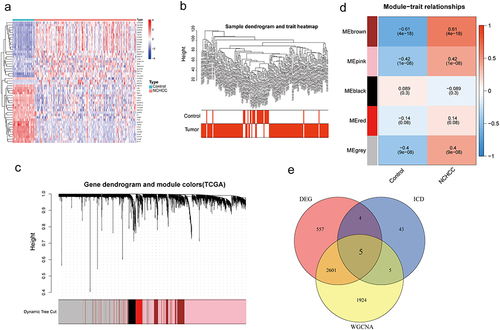 Figure 2 Identification of genes associated with ICD and the phenotypic and expression profiles of NHCC. (a) The heatmap of the top 50 differentially expressed genes between the two groups. (b–d) Identification of key gene modules using weighted gene co-expression network analysis. (b) Sample clustering chart. (c) Module clustering dendrogram. (d) Heatmap of the relationship between gene modules and traits (the non-cirrhosis type was used as the phenotype). (e) The Venn diagram of DEGs, ICD-related genes, and key module genes.