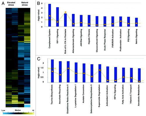 Figure 2. Microarray analysis of elevated stress wounds. (A) Hierarchical clustering of regulated genes from wounds under elevated stress vs. natural stress. Individual genes are clustering according to the dendrogram on the left, and samples correspond to columns in the heatmap on the right (n = 2 per group). Yellow and blue indicate up- and downregulation, respectively. (B) Canonical pathways significantly enriched for among genes whose expression was significantly upregulated in elevated stress wounds compared with natural stress wounds. (C) Canonical pathways significantly enriched for among genes whose expression was significantly downregulated in elevated stress wounds compared with natural stress wounds.