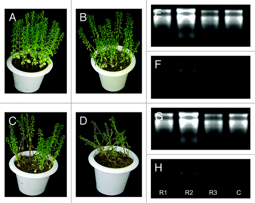 Figure 1. Drought stress phenotypes. (A) Control plants during the stress treatment period. (B) Four day stressed plants. (C) Five day stressed plants. (D) Eight day stressed plants. RNA from 4d stressed (E) Shoot and (F) Root and 5d stressed (G) Shoot and (H) Root. R1, R2, R3 represent three replications while C represents control for each treatment.