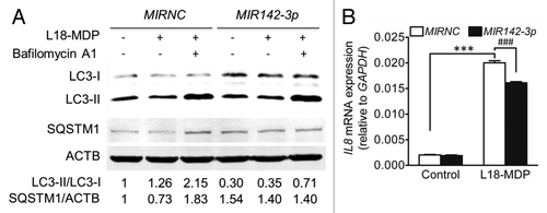 Figure 7.MIR142-3p regulates L18-MDP-induced autophagy and IL8 gene expression. (A) HCT116 cells were transfected with the MIR142-3p mimic or MIRNC (50 nM) and at 48 h post-transfection, cells were treated L18-MDP (100 ng/ml) in the presence or absence of bafilomycin A1 (100 nM) for 2 h. Autophagy was monitored by western blot analysis of LC3 turnover and SQSTM1 degradation. (B) As in A, cells were transfected with the MIR142-3p mimic or MIRNC (10 nM) and at 24 h post-transfection, cells were treated with L18-MDP (100 ng/ml) in fresh complete medium for 4 h. L18-MDP-induced inflammatory response was measured using increasing IL8 mRNA expression as an indicator. The data are expressed as the mean ± SEM (n = 3). ***P < 0.001 vs the baseline control transfected with MIRNC. ###P < 0.001 vs the L18-MDP-treated control transfected with MIRNC.