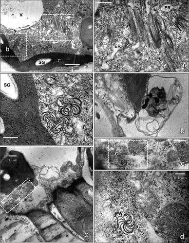 Figure 3. Transmission electron micrographs of cytoplasmic inclusions in the cytoplasm of potato virus Y-O (PVYO)-infected tobacco. Tobacco (Nicotiana benthamiana) were mechanically inoculated with the PVYO and the 8th leaf above the inoculated leaf was prepared for electron microscopy at 9 days post-infection (dpi). (a) pinwheel (pw) and laminated aggregate (a) cytoplasmic inclusions are clearly visible in the cytoplasm of PVYO-infected tobacco leaves. (b) PVYo’s inclusion body observed in cytoplasm (b) autophagosome (c) pinwheel in phloem. Vacuole (V), starch grain (SG), chloroplast (c), endoplasmic reticulum (ER), mitochondria (M). Scale bars represent as indicated.