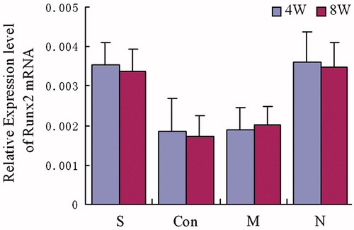 Figure 6. Expression of Runx2 mRNA. The group S was treated with both steroid and adenovirus shuttle vectors carrying siRNA targeting the PPARγ gene, group Con was treated with both steroid and a vector carrying irrelative sequence, group M was treated with steroid only, group N was with no treatment serving as control. Statistical difference among 4 groups was assessed by analysis of variance, in week 4: F = 12.31, p = 0.00; in week 8: F = 16.66, p = 0.00. In week 4 and week 8, group S: compare to group Con and M, p < 0.05, compare to Group N, p > 0.05; group Con: compared to group M, p > 0.05, compared to group N, p < 0.05; group M: compared to group N p < 0.05.