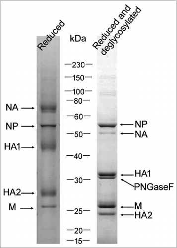 Figure 1. SDS–PAGE analysis of H7N9 whole virus vaccine bulk. The gel was stained by Coomassie blue. The bands were identified by mass spectrometry.