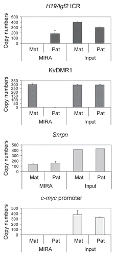 Figure 3 MIRA for detecting CpG methylation at DMRs. MatDup.dist7 (Mat) and PatDup.dist7 (Pat) MEF DNA was subjected to MIRA assays. Equal aliquots of the MIRA fraction were used for quantitation of the H19/Igf2 ICR, the KvDMR1 and the c-myc promoter regions. The copy numbers of methylated DNA molecules were determined by comparing the real-time amplification to a dilution set of genomic DNA. The assay captured the paternally methylated H19/Igf2 ICR from PatDup.dist7 cells and the maternally methylated KvDMR1 from MatDup.dist7 cells. The background was very low at the KvDMR1 in Pat MEFs and at the H19/Igf2 ICR in Mat MEFs and also at the unmethylated c-myc promoter in Mat and Pat MEFs. The positive control Snrpn DMR was captured in Pat and Mat MEFs. The MIRA assays and real-time PCR-s were done in duplicates. Average values and standard deviations were calculated from four measurements.