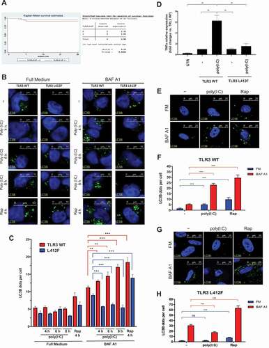 Figure 3. Analysis of autophagy in TLR3_L412F-expressing cells. (A) 28-day survival study of TLR3- L412F carriers vs not-carriers in the group treated with hydroxychloroquine. N = 156, with 73 carriers of TLR3- L412F. Three carriers and 1 not-carrier died in the first 28 days of treatment. (B) Analysis of autophagy in HEK-KO cells expressing wild type or L412F mutant proteins. HEK-KO cells were transfected for 24 h with plasmids encoding TLR3_WT and TLR3_L412F. Cells were next incubated in full medium (FM) or FM + 400 nM bafilomycin A1 (BAF A1) for 3 h and stimulated for increasing times with 50 μg/ml poly(I:C), as indicated. Cells were next fixed, permeabilized with 100 μg/ml digitonin and stained with anti-LC3B antibodies and revealed with Alexa Fluor 488-conjugated secondary antibodies. Nuclei were stained with DAPI. Where indicated, RAP (500 nM, for 2 h) was used as positive control for induction of autophagy. (C) Same as in B, but the amount of autophagosomes (scored as LC3B-positive dots) per cell was quantified by Volocity software. Measures were obtained by analyzing at least 400 cells/sample from 3 different experiments (n = 3). (D) Analysis of TNF mRNA expression in HEK-KO cells expressing wild type or L412F mutant proteins. HEK-KO cells were transfected for 24 h with plasmids encoding empty vector (CTR), TLR3_WT and TLR3_L412F and next stimulated for increasing times with 50 μg/ml poly(I:C), where indicated. TNF levels were evaluated by Real Time PCR. The gene expression levels were evaluated by the fold change versus TLR2 WT sample using the equation 2−DDCt. Data are presented as the mean ± SEM. Data significance was analyzed using One-way ANOVA test with Holm-Sidak’s correction. Asterisks were attributed for the following significance values: P > 0.05 (ns), P < 0.05 (*) and P < 0.01 (**). (E) Normal human fibroblasts (NDHF) from subjects expressing the TLR3_WT receptor were stimulated with 50 μg/ml poly(I:C) or RAP (1 μ M) for 4 h, in full medium alone or containing 400 nM bafilomycin A1 for 3 h. Cells were next fixed, permeabilized with 100 μg/ml digitonin and stained with anti-LC3B antibodies and revealed with Alexa Fluor 488-conjugated secondary antibodies. Nuclei were stained with DAPI. (F) Same as in E, but the number of autophagosomes (scored as LC3B-positive dots) per cell was evaluated for each sample by Volocity software. (G and H) same as in E-F, but fibroblasts are homozygous for the TLR3_L412F receptor. Statistical analysis was performed using Student’s t test. Means § SEM for each value are shown in the graphs. ns = not significant; ** = p < 0.01; *** = p < 0.001. < 0.001.