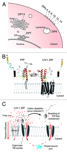 Figure 1. Localization, function and possible interaction of LZTs with the prion protein. (A) Cartoon depicting the reported predominant cellular localization of LIV-1 ZIP transporter (LZT) family members. Whereas more distantly related LZT metal ion transporters may preferentially associate with a variety of intracellular organelles, members of the phylogenetic subbranch of LZTs comprising ZIPs 5, 6 and 10 are predominantly observed at the plasma membrane. (B) Model of prion protein next to an LZT, depicted with its predicted PrP-like ectodomain. The interface that mediates the interaction between PrP and LZTs is as yet undefined. (C) Model of LZT-mediated cellular zinc import through passive diffusion and shedding of the PrP-like ectodomain in response to extracellular metal starvation. It should be noted that a similar endoproteolysis of a subset of LZTs can be observed in prion-infected mouse brains (unpublished dataCitation20). Panels B and C were modified from a Progress in Neurobiology articleCitation3 with permission from Elsevier.