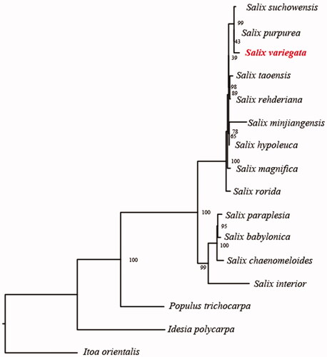 Figure 1. Phylogenetic relationships of Salicaceae species using whole chloroplast genome. GenBank accession numbers: Salix suchowensis (NC_026462), Salix purpurea (NC_026722), Salix taoensis (MG262369), Salix rehderiana (MG262367), Salix minjiangensis (MG262365), Salix hypoleuca (MG262363), Salix magnifica (MG262364), Salix rorida (MG262368), Salix paraplesia (MG262366), Salix babylonica (MG262361), Salix chaenomeloides (MG262362), Salix interior (NC_024681), Populus trichocarpa (NC_009143), Idesia polycarpa (NC_032060), and Itoa orientalis (MG262342).