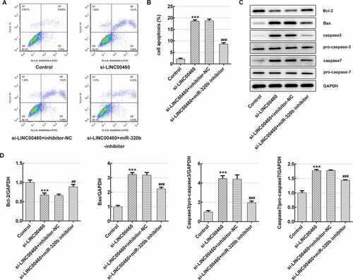 Figure 9. MiR-320b dowregulation partly reversed the effect of LINC00460 knockdown on the apoptosis of SW1990 cells. (a–b) The apoptosis rate of SW1990 cells was detected by flow cytometry. (c) The expressions of proteins including Bcl-2, Bax, caspase3, pro-caspase3, caspase7 and pro-caspase7 were determined by western blotting, and quantification (d). Error bars represent the mean ± SEM from three independent experiments. ***P< 0.001 vs. Control. ##P< 0.01, ###P< 0.001 vs. si-LINC00460