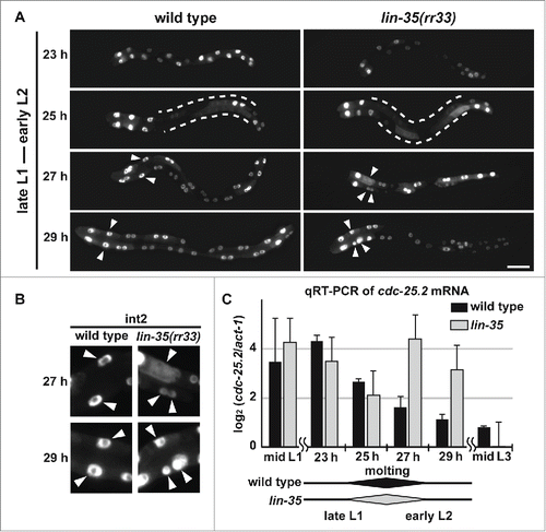 Figure 5. cdc-25.2 mRNA levels were negatively regulated by LIN-35. (A) GFP-marked intestinal nuclei in wild type and lin-35(rr33) mutants during early larval development. Hours (h) indicate the feeding period of synchronized L1 larvae in culture plates at 15°C. Dotted lines indicate regions of intestine in which GFP signals temporarily dispersed, and therefore intestinal nuclei were not clearly identified. Arrowheads indicate nuclei of int2 cells. Left, the anterior side. Scale bar, 25 μm. (B) Enlarged images of int2 nuclei. Excessive numbers of int2 nuclei were observed in 27 h- and 29 h-old lin-35(rr33) mutant early larvae (arrowheads). In contrast, the number of int2 nuclei was consistently 2 in wild-type larvae. (C) A time course of cdc-25.2 mRNA levels during early larval development in wild type and lin-35(rr33) mutants. The cdc-25.2 mRNA level at each time point in wild type and lin-35(rr33) mutants was measured 3 times by qRT-PCR, averaged, normalized to that of act-1 mRNA, and shown as the log2 value. Rhomboid shapes at the bottom indicate the duration of L1-to-L2 molting observed in wild type and lin-35(rr33) mutant larval samples.