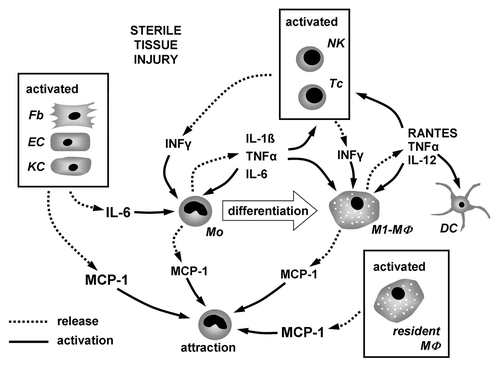 Figure 1. Interplay of inflammatory mediators involved in the process of monocyte to macrophage differentiation under condition of sterile tissue injury. Chemokines and cytokines released from activated tissue cells and lymphocytes attract monocytes and induce their differentiation into macrophages. During the differentiation process monocytes/macrophages release cytokines regulating their differentiation and activation in an autocrine/paracrine fashion.