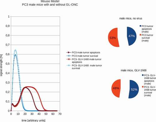 Figure 4. Models and ratios of tumor survival and apoptosis of the human PC-3 tumors in male nude mice without and with GLV-1h68-treatment. In stark contrast to the female mice, tumors in male mice react very differently to oncolytic virus therapy: after application of GLV-1h68 the tumor survival rate was calculated to be 48% with an apoptosis rate of 52% and therefore indicating tumor apoptosis.