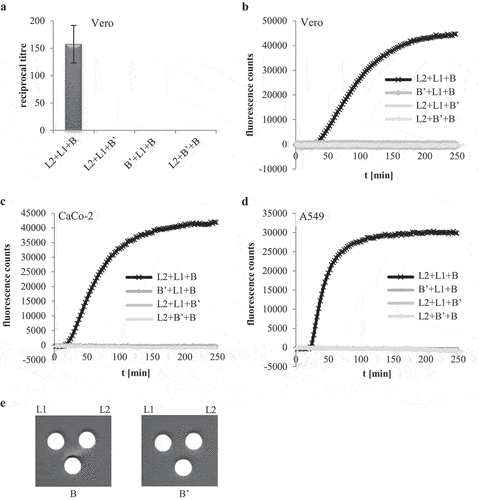 Figure 5. Hbl B’ does not substitute for other Hbl components. rHbl components L2, L1, B and B’ were set to 1.5 pmol/µl each and mixed in 1:1:1 ratios. (a). For WST-1 bioassays on Vero cells the pre-mixed rHbl components were applied as dilution series. (b). For measurement of PI influx into Vero cells the pre-mixed rHbl components were used in 1:40 dilution. (c). PI influx test on CaCo-2 cells. Samples were applied as in B. (d). PI influx test on A549 cells. Samples were applied as in B. (e). Ten µl of each protein component were pipetted into a stamp hole in sheep blood agar plates.