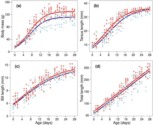 Figure 2. Variation in postnatal growth of four body components of lesser kestrel nestlings from central Greece: (a) body mass, (b) tarsus length, (c) bill length, (d) total length. Logistic growth curves (linear for total length) were fitted to measurements of 40 nestlings (22 female, 18 male), based on the most parsimonious model (indicated in bold in Table S2). Lines are separately drawn for females (red) and males (blue), because the most parsimonious models contained a sex effect on one or more model parameters (i.e. A, the asymptote in g or mm; k, the growth rate constant in d−1; and T, the inflection point in d).