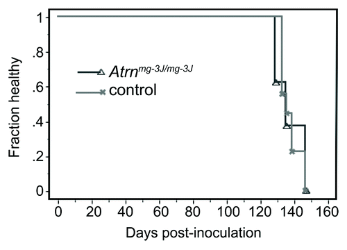 Figure 2. Kaplan-Meier plot showing health status following RML prion inoculation of Atrn null (C3HeB/FeJ-Atrnmg-3J/mg-3J) and control (C3HeB/FeJ) mice. A total of 8 (5 female, 3 male) mutant and 10 (6 female, 4 male) control mice were inoculated intracerebrally with RML-prions at 37−52 d of age and monitored daily for general health status and thrice weekly for neurological symptoms. There was no significant difference in the time to onset of clinical symptoms of Atrn-deficient mice relative to controls.