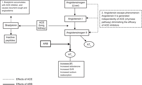 Figure 1 Effects of ACE and ARB on the renin angiotensin system.