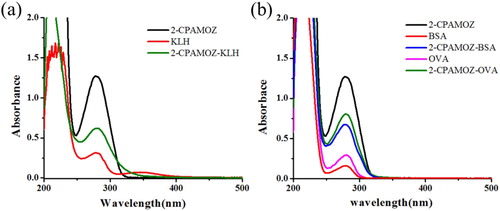 Figure 2. The UV-VIS spectroscopy of 2-CPAMOZ, protein and conjugates: (a) confirmation of immunogen (2-CPAMOZ-KLH) and (b) confirmation of coating antigen (2-CPAMOZ-OVA, 2-CPAMOZ-BSA).