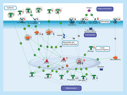 Figure 6.  Immune response.The function of the immune system depends on a large part on ILs, a group of cytokines involved in either immunologic or inflammatory response. ILs are mainly secreted by mononuclear cells that induce the growth and differentiation of lymphocytes and pluripotential stem cells. IL-5 is produced by Th2 cells and mast cells after activation by mitogens or antigens and is capable to induce the survival, growth and differentiation of eosinophils and B-cells. IL-10 is a pleiotropic cytokine with important immunoregulatory functions and potent anti-inflammatory properties. Binding of IL-10 to the extracellular domain of IL-10 receptor, together with the activation of IL6 receptor, activates phosphorylation of the receptor-associated JAK and STAT. Activation of JAK/STAT cascades is involved in the transcriptional regulation of several genes that regulate chemotaxis, inflammation, cell proliferation and migration (such as IL-8, Eotaxin, IFN-γ, TNF-α, Perforin and IL-6). IL-12 is a key immunoregulatory cytokine that coordinates innate and adaptive immune response. IL-13 plays a critical role in the regulation of immune responses and is also implicated in pathological conditions, such as asthma and allergy. IL-15 is a pleiotropic cytokine involved in several cellular process, such as proliferation, differentiation, immune response and cell survival. IL-23 plays an important role in differentiation and maintaining the Th17 cell population, a novel T-cell subset involved in antimicrobial immune response and establishment of many autoimmune diseases. IL-8 or CXCL8 is a chemokine produced by macrophages and other cell types that, through its binding to IL8 receptors (also known as CXCR1 and CXCR2), mediates several cellular functions, including neutrophil migration to sites of inflammation. IL-8 promotes NF-κB binding to DNA and transcriptionally regulates the expression of several factors involved in immune and inflammatory response. MHC class I molecules are specialized for presentation of endogenously synthesized proteins, bind ER chaperone calreticulin and then antigenic peptides. MHC class II molecules are found on antigen-presenting cells and present antigen derived from extracellular proteins (not cytosolic as in class I). TLR4, FCRL1 and FCRL2 are monocyte/macrophage-specific genes. Thermometers represent expression ratio in motor neuron among following conditions: (SALS1/control) and (SALS2/control). Upward thermometrs have red color and indicate expression ratios less than 1 while downward thermometers have blue color and indicate expression ratio less than 1. Pathway objects and links are described separately in the Supplementary Figure 1.