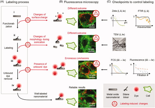 Figure 1. Overview of nanomaterial labeling with fluorescent dyes for live cell imaging, with checkpoints to prevent inadvertent changes to the original nanomaterial. (a) Schematic of nanomaterial labeling: the initial nanomaterial (i) is functionalized with a linker (ii), to which a fluorescent dye is bound (iii), and finally the unbound dye is washed away (iv). Note that the scheme elements are not drawn to scale. (b) Comparison of fluorescence micrographs of LA-4 cells (membranes labeled with CellMask Orange, shown in green) incubated with the exemplary nanomaterial—TiO2 nanotubes—that were either adequately (bottom-most) or inadequately (top three images) fluorescently labeled with Alexa Fluor 647 (shown in red). Inadequate labeling results in different outcomes of the experiments and thus possibly leads to erroneous conclusions. For micrographs of separate color channels refer to Figure S1 in Supporting Information. (c) Proposed checkpoints to prevent such errors by measuring the nanomaterial properties at several stages during the labeling procedure.