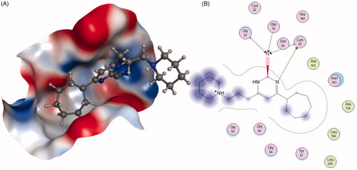 Figure 11. The interactions between 43 and Cat K from molecular modelling. (A) The pocket is shown in electrostatics representation. (B) The detailed interactions between 43 and Cat K. Note: The molecular docking is calculated by AutoDock Vina. Green line: Sidechain hydrogen bond; Blue line: Backbone hydrogen bond.