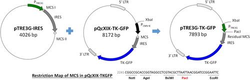 Figure 5. Construction of pTRE3G-TKGFP. The PCMV IE sequence of pQcXIX-TKGFP was replaced by the PTRE3G sequence derived from pTRE3G-IRES.