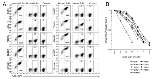 Figure 2 Anti-hFcRn mAb specificities and relative affinities. 293hFcRn-GFP, 293mFcRn-GFP, or control 293 cells were incubated with AF647-labeled anti-hFcRn mAbs (A) at a fixed concentration of 200 ng/106 cells to determine specificity or (B) with a range of concentrations to assess relative mAb affinities for hFcRn. Values within scatter plots represent the AF647 MFIs of each hFcRn-EGFP+-gated cell population. Data are representative of at least two experiments.