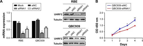 Figure 2 UHRF2 expression resulted in ICC cell proliferation, invasion, migration, and antiapoptosis.