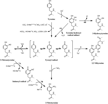 Figure 2. Free radical mechanisms of tyrosine nitration and oxidation. Several one-electron oxidants can oxidize tyrosine to tyrosyl radical (1), which can then react with nitrogen dioxide to produce 3-nitrotyrosine (2). Hydroxyl radical can add into the phenolic ring of tyrosine (3) yielding a tyrosine hydroxyl radical adduct that can dehydrate to tyrosyl radical (4A) or loose an electron to produce the stable product 3-hydroxytyrosine (4B). Tyrosyl radicals, besides reacting with •NO2, can recombine between themselves to generate the oxidation product 3,3′-dityrosine (5). An alternative route to tyrosine nitration implies the reaction of tyrosyl radicals with nitric oxide (6) to yield 3-nitrosotyrosine. This intermediate can be then oxidized to 3-nitrotyrosine by two steps of one-electron oxidation mediated by oxo-metal complexes. The first oxidation produces an iminoxyl radical intermediate (7A) that is finally oxidized to 3-nitrotyrosine (7B). Modified from Ref. 5.