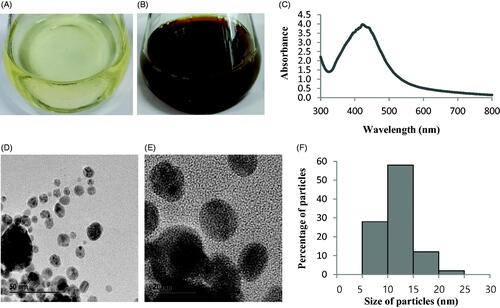 Figure 2. R2A broth with AgNO3 as control (A), biosynthesized AgNPs (B), UV–vis spectra (C), FE-TEM images (D and E) and histogram of different sizes of biosynthesized AgNPs (F).