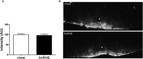 Figure 1 IOD of Evans blue dye in the ME after chow (n = 5, white bar) and 1-week fcHFHS diet (n = 4, black bar) (A) and representative images of Evans blue dye in the ME and Arc of the hypothalamus of a chow and fcHFHS diet animal. White asterix depicts third ventricle (B). Data are expressed as mean ± SEM.