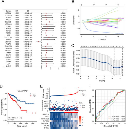 Figure 6. Establishment of the prognostic model based on macrophage-associated subgroups. (A) Identification of prognosis-associated DEMRGs using the Univariate Cox analysis. (B-C) LASSO analysis identifies seven genes used to construct the prognostic model. (D) Survival analysis of the risk score in the TCGA dataset. (E) Distributions of the risk score, survival status, and the expression level of seven genes in the low- and high-risk groups. (F) ROC curves of the prognostic model.