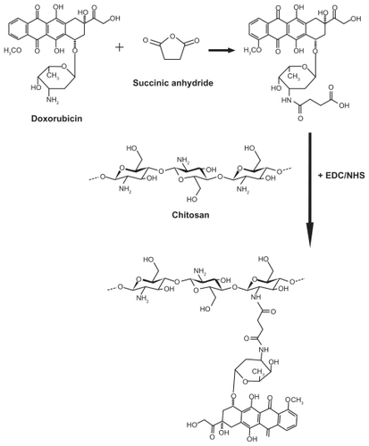 Figure 1 Schematic illustration of the procedures for the synthesis of chitosan-doxorubicin conjugate.Abbreviations: EDC, 1-ethyl-3-(3-dimethyl amino-propyl) carbodiimide hydrochloride; NHS, N-hydroxysuccinimide.