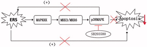 Figure 8. A schematic view of the mechanisms whereby the p38 inhibitor SB203580 may reduce β cell apoptosis. ERS leads to cellular apoptosis through activation of the p38 MAPK pathway. Activation of p38 can promote the activation of ERS pathways, thus inducing apoptosis. By contrast, the p38 inhibitor SB203580 attenuates activation of the p38 MAPK pathway, reducing apoptosis mediated through the p38 pathway, but also by inhibition of ERS, as part of a benign cycle.