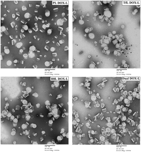 Figure 1. Transmission electron microscopy images of the modified and unmodified DOX-loaded liposomes. Represents 10,000× magnification, Scale bar, 500 nm.