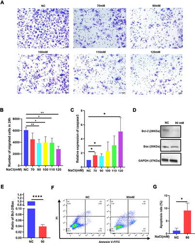 Figure 2 Hyperosmolarity reduced the migration of HCECs and promoted apoptosis. (A and B) Cell ability of migration was measured by transwell assay after HCECs treated with various concentrations of hyperosmolarity medium. The data are presented as the mean ± SD, *p<0.05 compared with iso-osmotic as the control. (C) The mRNA level of apoptosis marker caspase-3 was detected by qRT-PCR. (D and E) The ratio of protein level of apoptosis marker (Bcl-2/Bax) was detected by Western blotting. (F and G) Cell apoptosis rate was evaluated in flow cytometry analysis. Data obtained from more than three repeated experiments were shown as mean ± SD. *P<0.05, **P<0.01, ****P <0.0001.