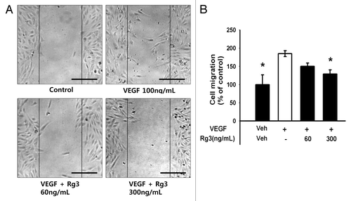 Figure 5. Effect of Ginsenoside Rg3 on the ability of migration of EPCs. (A) Representative optical micrographs showing wound healing by monolayers. Inhibitive effect of Rg3 on VEGF induced outgrowth ECs migration. Ex vivo cultured outgrowth ECs were subjected to wound healing migration assay. Bar, 500 μm. (B) Bar graph represents the number of migrated cells. Fields were chosen randomly from various section levels to ensure the objectivity of sampling. *significance between the control and VEGF, p < 0.05, significance between VEGF and VEGF plus Ginsenoside Rg3, p < 0.05.