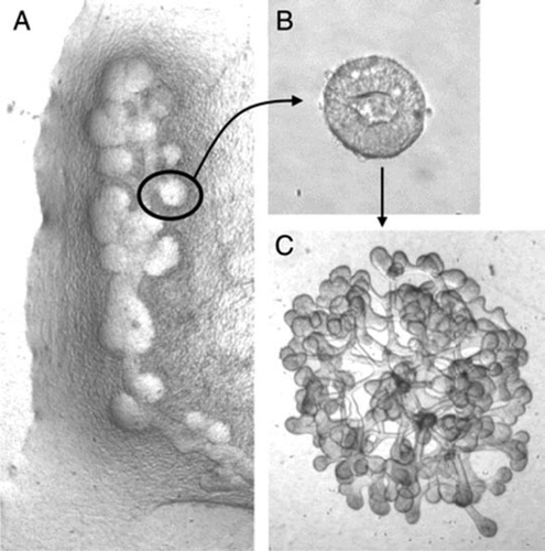 Figure 5 (A–C) Phase contrast photomicrographs demonstrating the ability of in vitro formed UBs (induced from an isolated WD) to undergo branching morphogenesis in 3D cultures. (A) Isolated WD cultured for 4 days in DME/F12 supplemented with 125 ng/ml GDNF and 250 ng/ml FGF1 to induce the emergence of supernumerary UBs. (B and C) A single in vitro formed UB (circle in A) was excised, suspended within a 3D extracellular matrix gel (1:1 Matrigel/DME-F12) and cultured in BSN conditioned medium supplemented with 10% FBS, 125 ng/ml GDNF and 250 ng/ml FGF1. (From ref. Citation20).