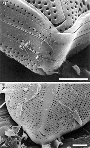 Figs 21–22. External valve structure of Petroneis species, acid cleaned material, SEM. Fig. 21. P. monilifera frustule showing three porous girdle bands (1–3), with open ends arranged alternately. The valvocopula has a single series of poroids, whereas the other two bands have a double row of poroids. Fig. 22. P. latissima: pole and hooked polar raphe ending. Note the similarity to P. humerosa (Fig. 17). Scale bars represent 10 µm (Fig. 21) or 5 µm (Fig. 22).