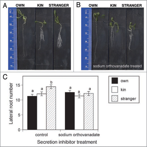 Figure 1 Lateral roots in Arabidopsis thaliana plants grown solitary (OWN) or in sibling (KIN) and non-sibling (STRANGER) exudates from the secretion inhibitor experiment. (A) Shows the representative photographs of OWN, KIN and STRANGER seedlings in the control treatment. (B) Shows the representative photographs of OWN, KIN and STRANGER treatments in the sodium vanadate treatment. (C) Shows the average number of lateral roots among OWN, KIN and ortho STRANGER seedlings in control and sodium vanadate (Na3VO4 [3 µM]) treatments. Means with the same letter do not differ significantly. Ortho bars indicate mean± S.E. for N = 864.