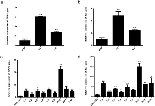 Figure 6. Relative expression of EPSPS and Bar.Differential expression of EPSPS gene (a) and Bar gene (b) between 2129-BE + and 2129.: Differential expression of EPSPS gene (c) and Bar gene (d) between CSR·181-BE + and CSR·181.Note: 2129 and CSR·181 are non-transgenic controls; G-1 and G-4 are 2129-BE+; A-1, A- 2. A-3, A-4, A-7, A-9, A-10, A-11, A-12 are CSR·181-BE+.*Significant differences at P ≤ 0.05;**Significant differences at P ≤ 0.01.