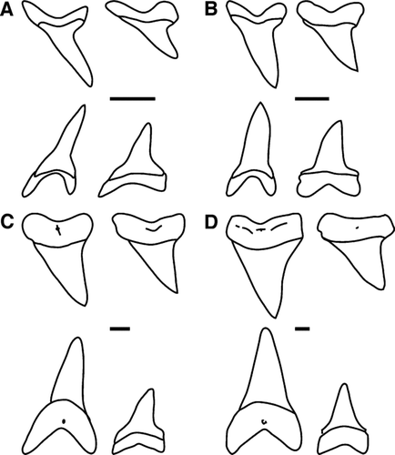 FIGURE 1 Representative anterior and lateral teeth of Isurus species included in this study. For each figure portion, teeth in the top row are from the upper jaw and the bottom row from the lower jaw. Scale bar = 1.0 cm. A, I. oxyrinchus, labial view (Florida Museum of Natural History 030102013.28); B, I. paucus, labial view (GHC LONG1786); C, Isurus hastalis, lingual view (USNM 453155, 474480, 474986, 474988); D, I. xiphodon, lingual view (USNM 421913, 278765, 421916, 482217).