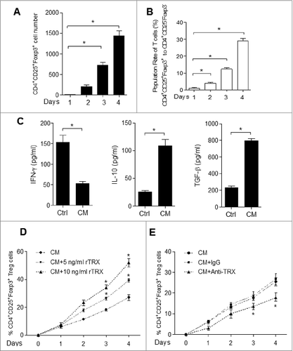 Figure 5. TRX induces conversion from conventional T cells (Teff) to Treg. (A) Immunofluorescence staining and cytofluorimetric analysis to determine the number of CD4+CD25+ Foxp3+T cells arising upon culture of isolated CD4+CD25− T cells with B16 cell conditioned media (CM) in the presence of anti-CD3/CD28 antibodies and 500 U/mL interleukin (IL)-2 for 1–4 d. (B) FACS analysis of CD4+CD25+Foxp3+ and CD4+CD25− Foxp3− T cell ratio when cultured with B16 cell CM in the presence of anti-CD3/CD28 antibodies and 500 U/mL IL-2 for 1–4 d. (C) ELISA measurement of interferon γ (IFNγ), IL-10 and transforming growth factor β (TGFβ) protein levels secreted by isolated CD4+CD25− T cells cultured with B16 cell CM for 4 d. (D) Ratio of Tregs arising in isolated CD4+CD25− T cells cultured with B16 cell CM in the presence of reduced thioredoxin (rTRX) as determined by FACS (n = 3). (E) Ratio of Tregs arising from isolated CD4+CD25− T cells cultured with B16 cell CM in the presence of 1 mg/mL anti-TRX antibody or control lgG antibody (n = 3).