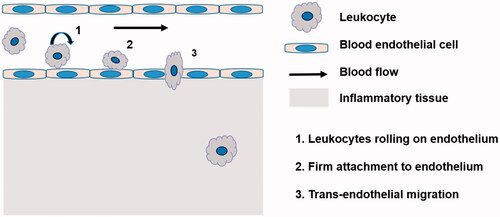 Figure 2. Schematic representation of process of leukocyte transmigration endothelium under inflammation.