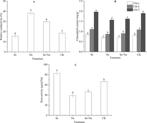 Figure 5. Relative electrical conductivity (A), photosynthetic pigment content (B) and root activity (C) of sorghum seedlings. Abbreviations are defined in Figure 1 caption. Error bars represent standard deviation of the mean (n = 3). Different letters above error bars indicate significant differences among the treatments at the 0.05 level.