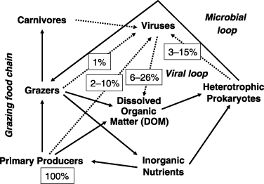 Figure 1  Pelagic food chain model and virus-mediated carbon flow (Weinbauer 2004). The dotted lines show virus-mediated pathways. All values are based on the flux of carbon fixed by primary producers (100%).