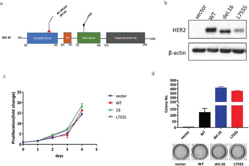 Figure 1. HER2 mutations cause oncogenic transformation of MCF10A. (a) Structure visualizations of the HER2 somatic mutations, TM, transmembrane region. (b) Western blotting showing the expression of HER2 in indicated MCF10A cells. β-actin was used as a loading control. (c) Proliferation data for indicated MCF10A cells grown in monolayer for 4 days. (D) Soft agar assay of indicated MCF10A cells for 14 days. Data are expressed as means ± SEM of three technical replicates.