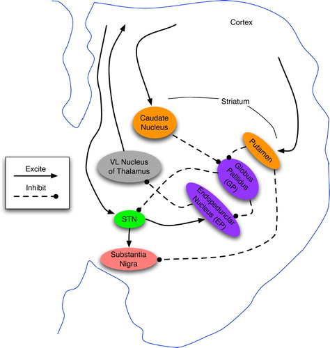 Figure 9. Basic anatomy of the basal ganglia in one hemisphere, shown as a coronal cross-section. Based on diagrams in Bear et al. Citation(2001) and Prescott, Gurney and Redgrave Citation(2003).