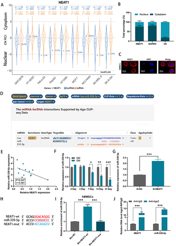 Figure 3 NEAT1 could inhibit miR-339-5p through TDMD mechanism. (A) NEAT1 was found to have different cellular sublocalizations in different cell lines via the lncLocator website: lncATLAS; (B) The localization of NEAT1 in hBMSCs was identified by subcellular fractionation assay and qRT-PCR; (C) FISH revealed that NEAT1 is highly expressed in the cytoplasm; (D) Potential miRs capable of binding to NEAT1 were predicted by using starBase; (E) Correlation between expressions of NEAT1 and miR-339-5p in children with acute suppurative osteomyelitis; (F) Relative mRNA levels of miR-339-5p were examined by RT-qPCR assay in hBMSCs after 0, 3, 7, 14, and 21 days of incubation in an osteogenic medium (OM) relative to a growth medium (GM); (G) The levels of miR-339-5p in hBMSCs after NEAT1 knockdown were detected by RT-qPCR assay; (H) The binding sites of lncRNA NEAT1 and miR-339-5p; (I) RNA pulldown assays were performed to confirm the physical interaction between NEAT1 and miR-339-5p in hBMSCs; (J) An RIP assay was performed to confirm the association of NEAT1 with miR-339-5p. *P < 0.05, **P < 0.01, ***P < 0.001.