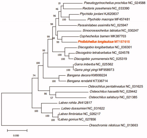 Figure 1. Phylogeny of 22 species within the subfamily Labeoninae based on the maximum likelihood analysis of 13 mitochondrial protein-coding genes. The support values are shown next to the nodes. Oreochromis niloticus (GenBank: NC_013663) was included as the outgroup taxon.