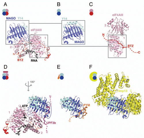 Figure 2 Structures in the EJC cycle. (A) Structure of the human EJC (pdb id. 2J0Q). eIF4AIII is shown in pink and BTZ in red, with ATP and RNA shown in black. The N- and C-terminal domains of eIF4AIII are labeled as 1 and 2, respectively. MAGO is shown in blue and Y14 in cyan. The disordered loop of BTZ is represented as a dashed red line. The N- and C-termini of the protein are labeled. The same color-coding is applied to all the panels and is consistent with the scheme in Figure 1; (B) Structure of the MAGO-Y14 heterodimer in isolation from Drosophila (pdb id. 1HL6) in a similar view as in (A); (C) Structure of the eIF4AIII-BTZ binary complex (pdb id. 2J0U in a similar view as in (A). The disordered portions of BTZ that could not be modeled in the structure are shown as a red dashed line; (D) Crystal structure of the EJC-UPF3b complex (pdb id. 2XB2). The complex is shown with a 180° rotation around the y-axis as compared with the orientation of the complex in (A). The UPF3b peptide is rendered as a purple cartoon tube. The dashed line represents parts of the protein that were not modeled in the structure. Highlighted with a gray circle is a conserved patch on MAGO-Y14 that is involved in protein-protein interactions also in (E and F). (E) Structure of the Drosophila MAGO-Y14-PYM complex (pdb id. 2RK8). PYM is rendered as a cartoon tube in orange. The N- and C-termini of the protein are labeled. (F) Structure of the Imp13-MAGO-Y14 complex with Imp13 in yellow (pdb id. 2X1G). The Imp13 N- and C-termini are indicated. This and all other protein structure figures were generated using PyMOL (www.pymol.org).